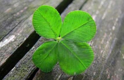 Four-leaf clover is one of the most valuable lucky attractions found by chance