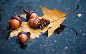 forest acorns as a symbol of wealth